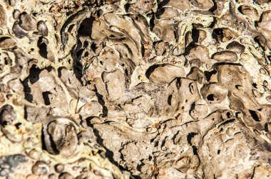 doku taş. içinde belgili tanımlık vahşi fotoğrafı