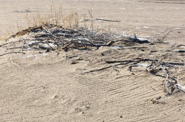 Kum doku. Vahşi doğada kum