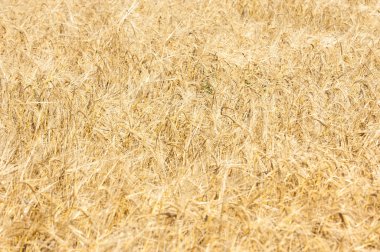 Bir buğday alan doku. Altın olgun buğday