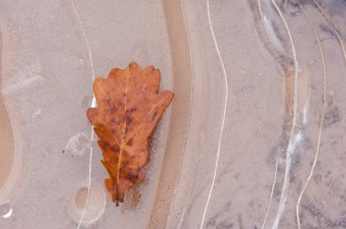 buz su birikintisi. Meşe yaprağı Güz. Gizemli figür buz