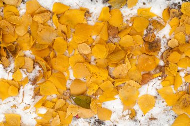 Sonbahar kar bırakıyor. doku. Kar ilk Güz. Sarı huş ağacı yaprakları karda