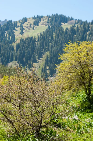 Górski Park Góry Almaty Pierwszy Prezydent Park Kazachstan — Zdjęcie stockowe