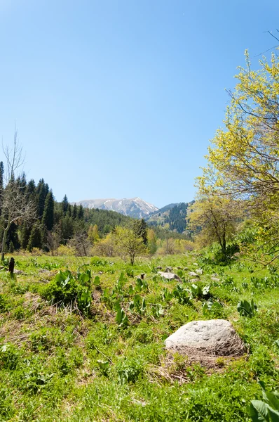 Parco Montagna Montagne Almaty Primo Presidente Park Kazakistan — Foto Stock