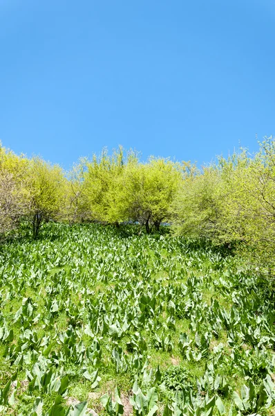 Mountain Park Mountains Almaty Park First President Kazakhstan — Stock Photo, Image