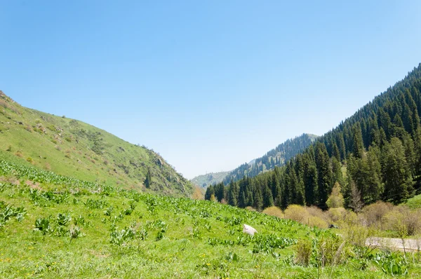 mountain park. Mountains Almaty, Park\'s first president. Kazakhstan