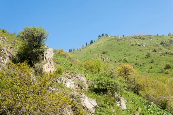 mountain park. Mountains Almaty, Park\'s first president. Kazakhstan