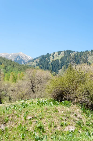 Parque Montanha Mountains Almaty Primeiro Presidente Park Cazaquistão — Fotografia de Stock