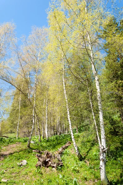 Parque Montaña Mountains Almaty Primer Presidente Park Kazajstán — Foto de Stock