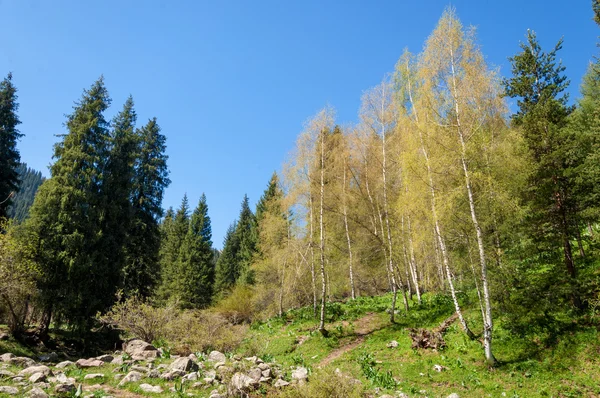 Mountain Park Mountains Almaty Park First President Kazakhstan — Stock Photo, Image