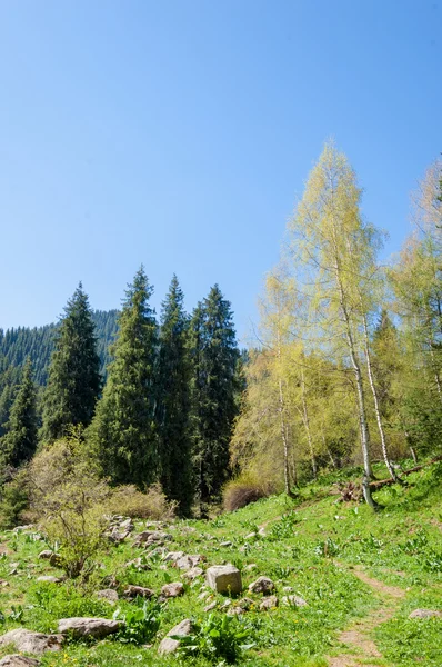 Dağ Park Dağlar Almatı Park Ilk Cumhurbaşkanı Kazakistan — Stok fotoğraf