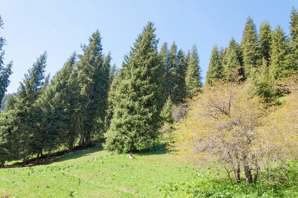 Parque Montanha Mountains Almaty Primeiro Presidente Park Cazaquistão — Fotografia de Stock