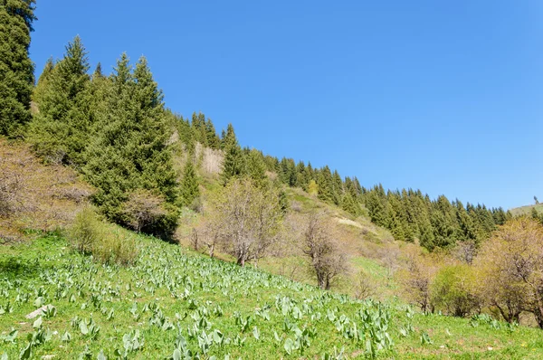 Mountain Park Mountains Almaty Park First President Kazakhstan — Stock Photo, Image