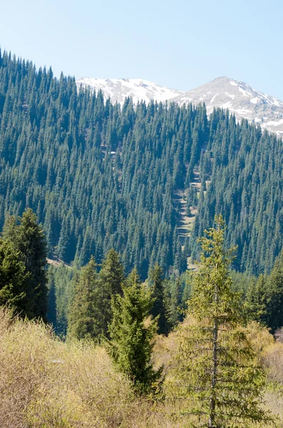 Mountain Park Mountains Almaty Park First President Kazakhstan — Stock Photo, Image