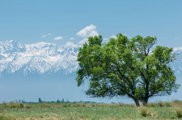 Dağ Park Dağlar Almatı Park Ilk Cumhurbaşkanı Kazakistan — Stok fotoğraf