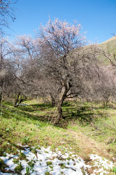 Mountain Spring Kazakhstan Tien Shan Beautiful Landscape Mountain Views — Stock Photo, Image