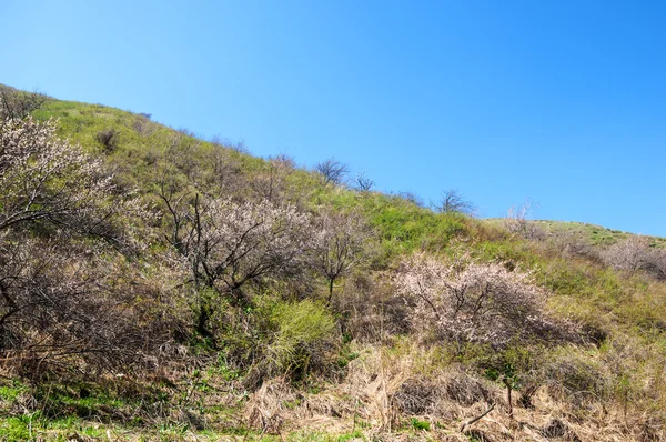 山泉水 哈萨克斯坦 田北俊山 美丽的风景的山景色 — 图库照片