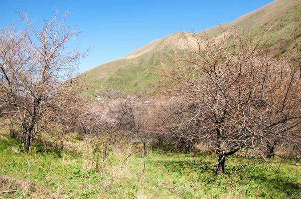 Mountain Spring Kazakhstan Tien Shan Beautiful Landscape Mountain Views — Stock Photo, Image