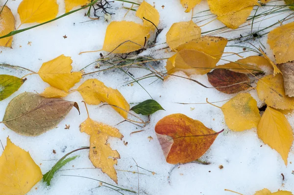 Leaves Autumn Snow Texture First Fall Snow Yellow Birch Leaves — Stock Photo, Image