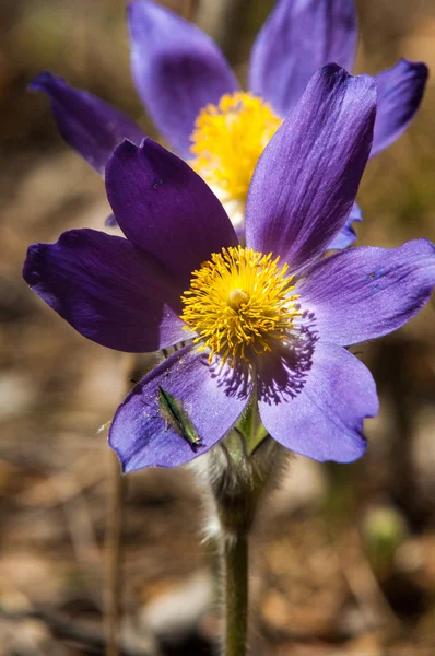 Pasque Flower Pulsatilla Patens Pasqueflowers Pulsatilla Patens Field Grass Pasque — Stock Photo, Image