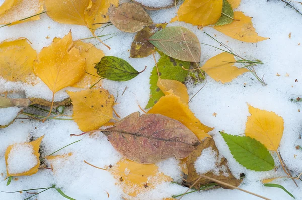 Bladeren Herfst Sneeuw Het Patroon Eerste Val Van Sneeuw Yearling — Stockfoto