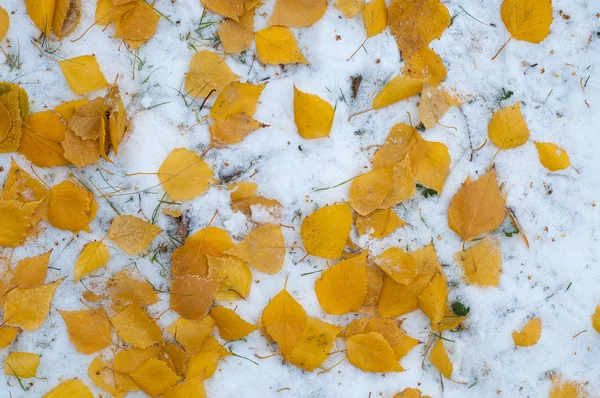 Deixa Neve Outono Textura Primeira Queda Neve Bétula Amarela Folhas — Fotografia de Stock