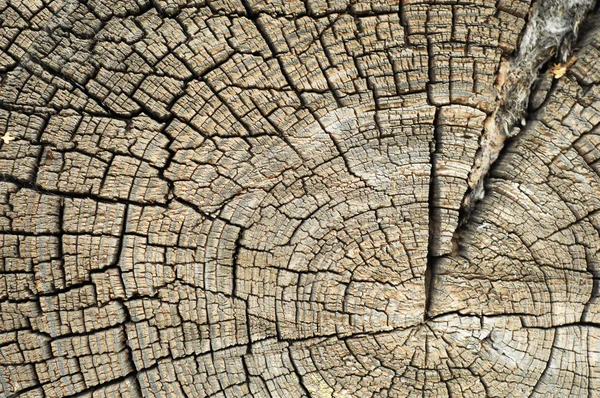 Texture Old Wood Structure — Stock Photo, Image