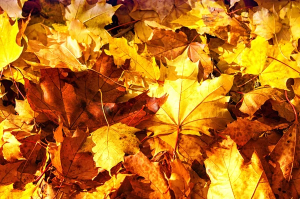 Textur Der Blätter Des Herbst Ahorns Fotografiert Herbstpark — Stockfoto