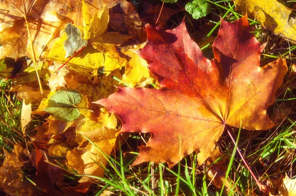 Texture Autumn Maple Leaves Photographed Autumn Park — Stock Photo, Image