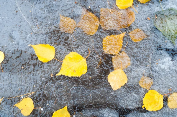 秋天的落叶冰水坑 在大街上拍照 — 图库照片