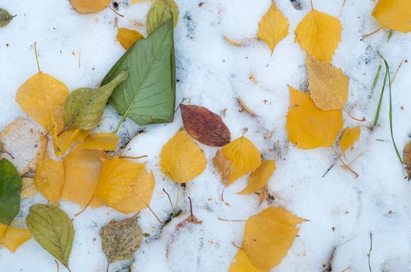 葉秋に雪 テクスチャです 雪の最初の秋 雪の中で黄色の白樺の葉 — ストック写真