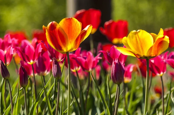 Tulipa Belo Buquê Tulipas Tulipas Coloridas Tulipas Sol Primavera Tulipa — Fotografia de Stock