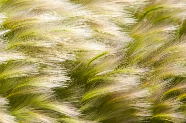 Fjærgress Mattgress Fjæra Vokste Opp Den Kasakhstanske Steppen Tekstur – stockfoto