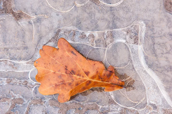 Калюжа Льоду Восени Дубовий Лист Таємничий Фігурний Лід — стокове фото