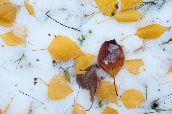 Оставляет Осенний Снег Текстура Первый Снегопад Желтые Березовые Листья Снегу — стоковое фото
