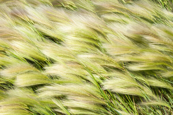 трава перья, трава мат
