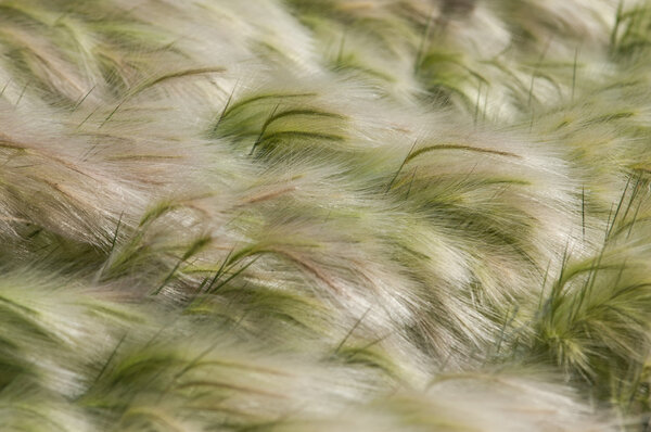 трава перья, трава мат
