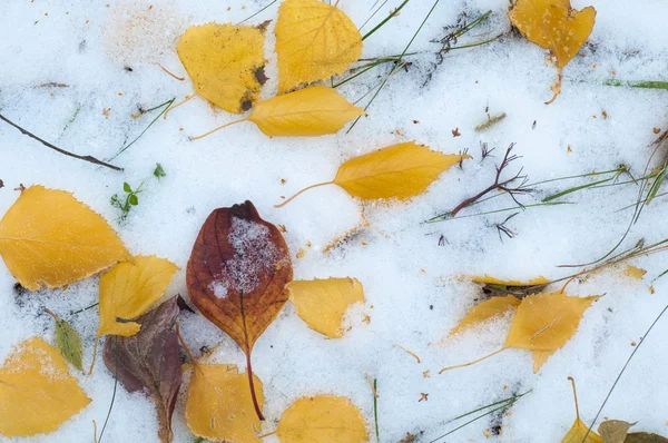 Φύλλα Φθινοπώρου Χιόνι Υφή Πρώτο Φθινόπωρο Του Χιονιού Κίτρινο Σημύδα — Φωτογραφία Αρχείου