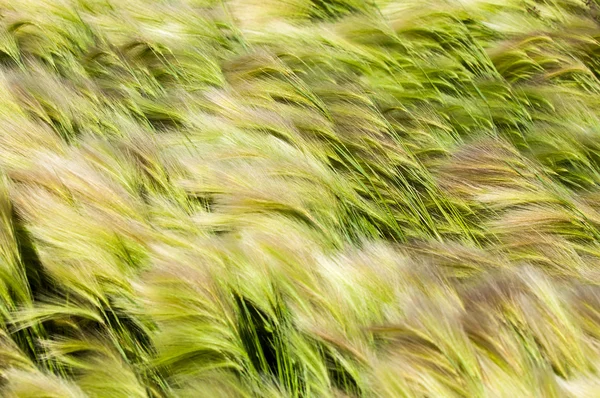 Federgras Mattengras Feder Wuchs Der Kasachischen Steppe Auf Textur — Stockfoto