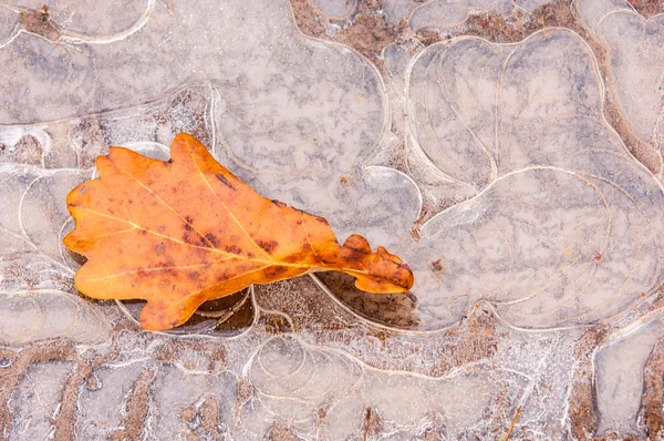 Калюжа Льоду Восени Дубовий Лист Таємничий Фігурний Лід — стокове фото