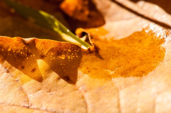 Textura Hojas Otoño Fotografiado Parque Otoño — Foto de Stock