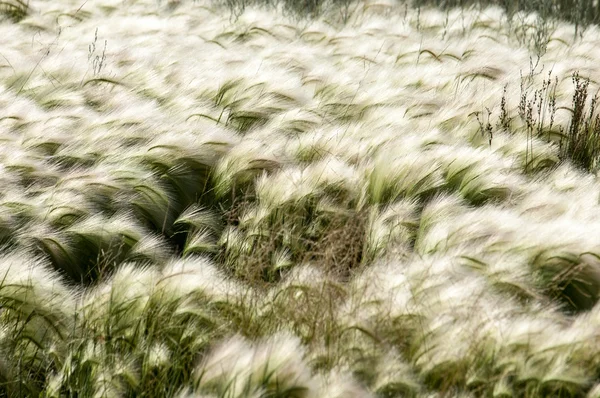 Herbe Plumes Herbe Tapis Plumes Grandi Dans Steppe Kazakhe Texture — Photo