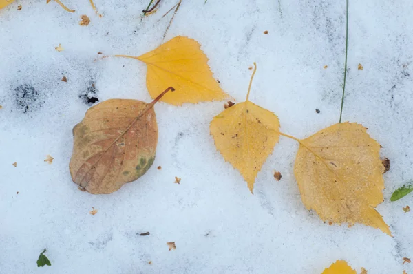 叶秋雪 雪首次下降 白桦叶黄雪中 — 图库照片