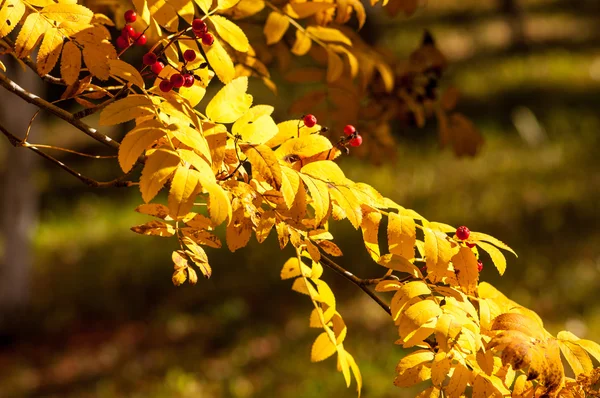 Tekstura Liści Jesienią Sfotografowany Parku Jesień — Zdjęcie stockowe