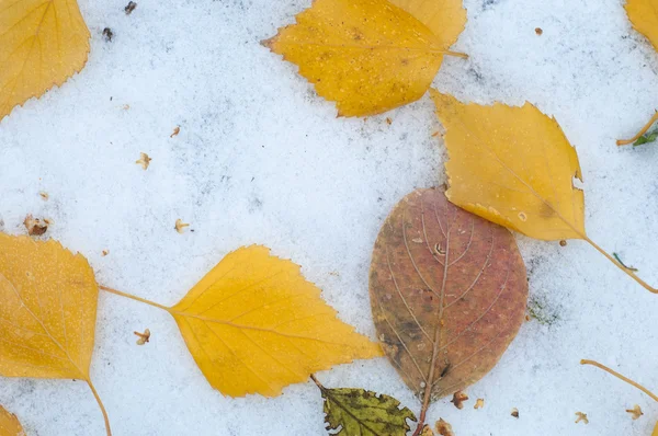 Φύλλα Φθινοπώρου Χιόνι Υφή Πρώτο Φθινόπωρο Του Χιονιού Κίτρινο Σημύδα — Φωτογραφία Αρχείου