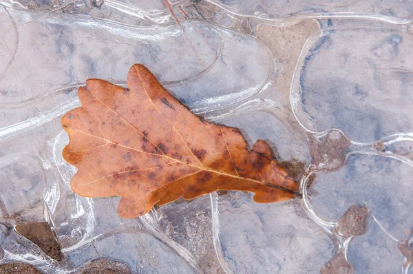 Puddle Ice Oak Leaf Autumn Mysterious Figure Ice — Stock Photo, Image