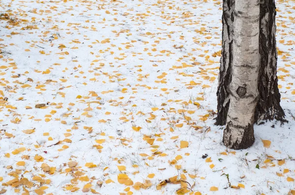 Deja Nieve Otoño Textura Primera Caída Nieve Hojas Abedul Amarillo —  Fotos de Stock