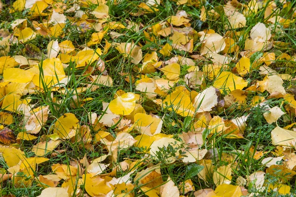 Текстура Осенних Листьев Фотография Осеннем Парке — стоковое фото