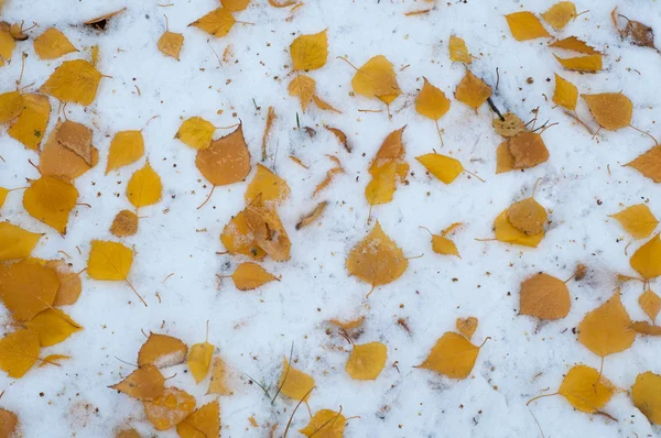 Leaves Autumn Snow Texture First Fall Snow Yellow Birch Leaves — Stock Photo, Image