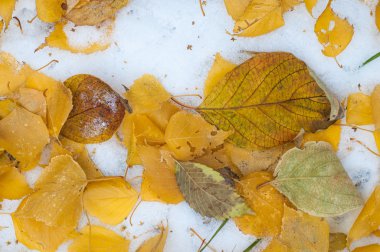 Sonbahar kar bırakıyor. doku. Kar ilk Güz. Sarı huş ağacı yaprakları karda