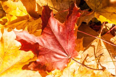 Sonbahar akçaağaç yaprakları dokusuna